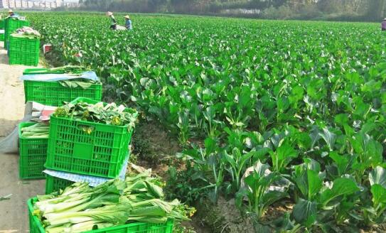 1591152485416451.jpg 生鲜配送"QQ截图20200603104614.jpg"/